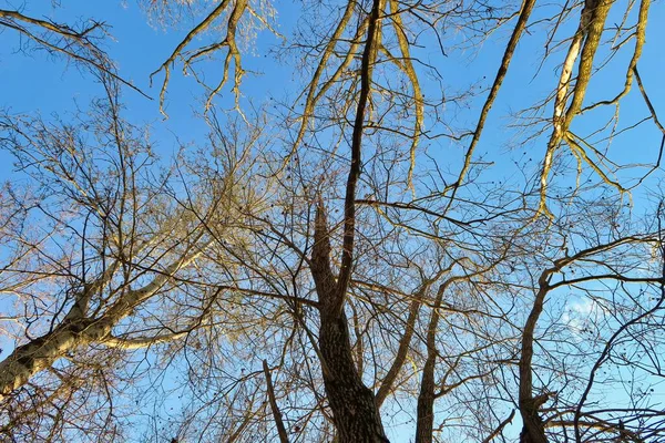 Gökyüzündeki Ağaç Arkaplan Olarak Fotoğraf Dijital Resim — Stok fotoğraf