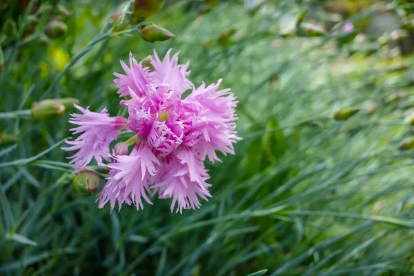 Rosa Blumen Garten Digitales Foto Als Hintergrund — Stockfoto