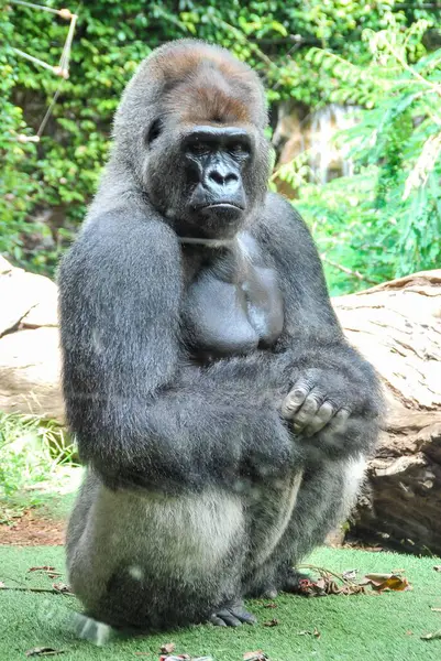 动物园里的大猩猩 — 图库照片