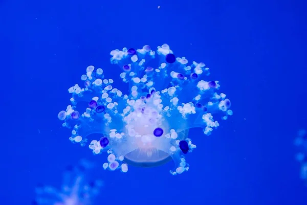 Medusas Blancas Fondo Azul Profundo —  Fotos de Stock