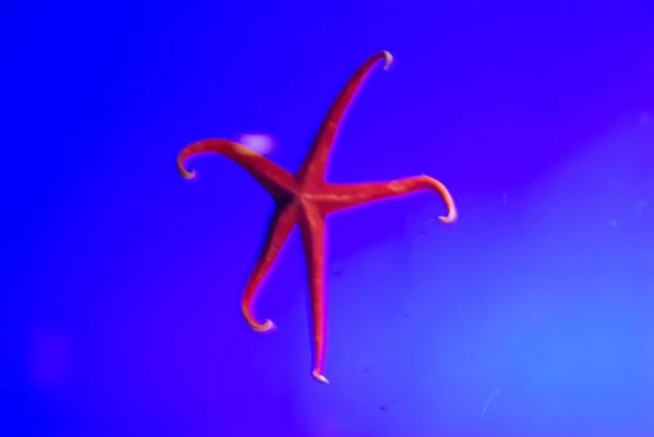 Étoile Mer Dans Aquarium — Photo