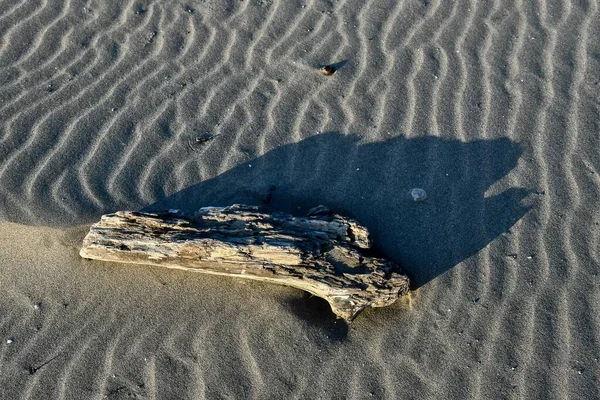 Tahta Dallı Kumlu Sahil Manzarası — Stok fotoğraf