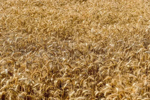 Врожай Пшениці Текстура Пшеничного Фону — стокове фото