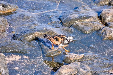 One Adult Kentish Plover Water Bird near a Rock Beach clipart