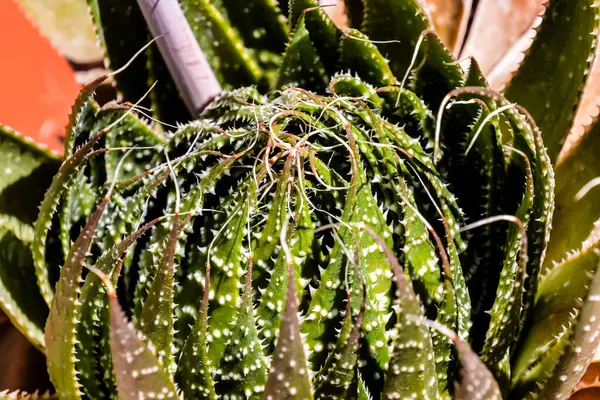 Bild Tropisk Kaktus Textur Bakgrund Stockbild