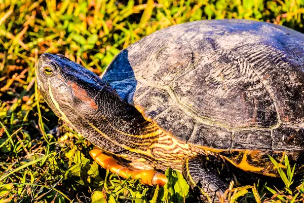 stock image Photo Picture of Red Eared Terrapin Trachemys Scripta Elegans Tortoise