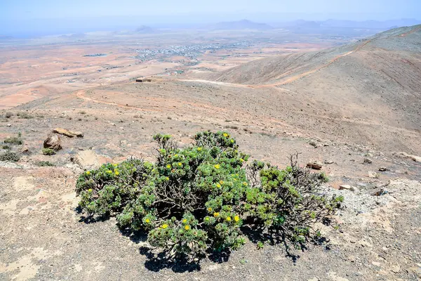 图片说明美丽的干旱沙漠景观 免版税图库照片