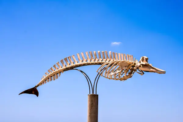 A skeleton of a whale is on a pole. The skeleton is white and has a long tail. The sky is blue and clear