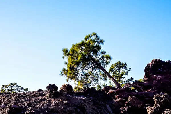 A tree is growing on a rocky hillside. The tree is small and has a twisted trunk. The sky is clear and blue, and the sun is shining brightly. The scene is peaceful and serene