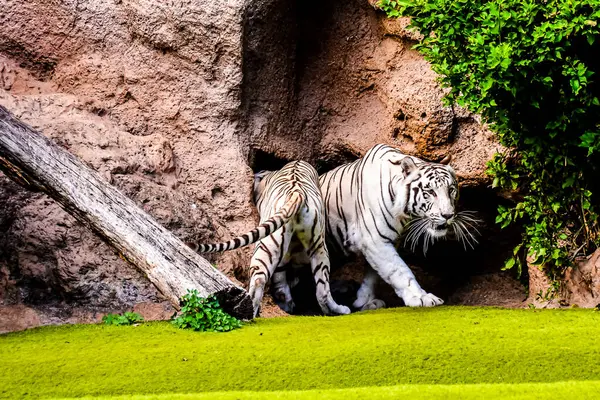 A tiger is walking through a grassy area with a rock wall in the background. The tiger is the main focus of the image, and the grass and rock wall provide a natural and peaceful setting