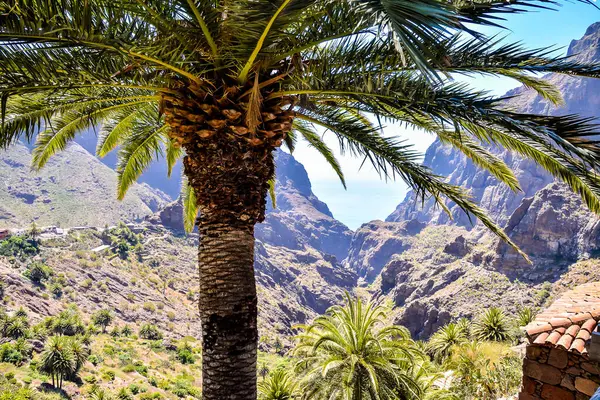 A palm tree is in the foreground of a mountain range. The mountain range is in the background and the sky is blue