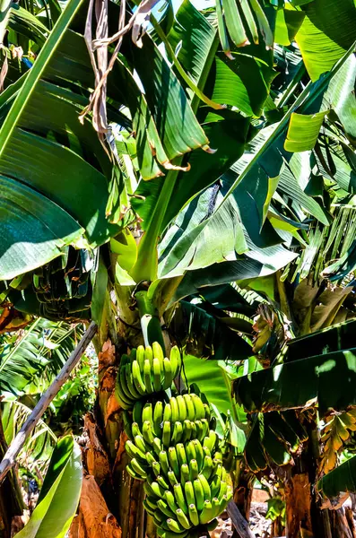 A bunch of bananas hanging from a tree. The bananas are green and are growing in bunches