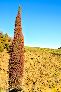 A tall, red plant with green leaves stands in a rocky field. The plant is surrounded by a rocky hillside and the sky is clear and blue clipart