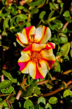 A yellow and red flower with a white center. The flower is surrounded by green leaves. The flower is in full bloom and looks very vibrant clipart