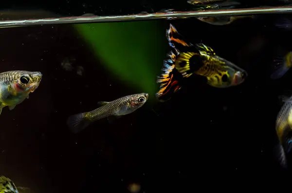 stock image A group of fish swimming in a tank. One of the fish is a neon tetra