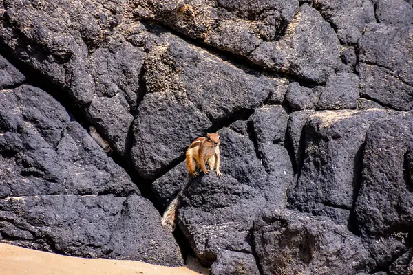 stock image Barbary Ground Squirrel Atlantoxerus Getulus on the Spanish Island Fuerteventura