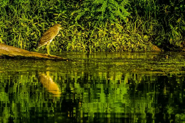 stock image A bird is standing on a log in a pond. The water is green and calm. The bird is looking out over the water, possibly searching for food. The scene is peaceful and serene