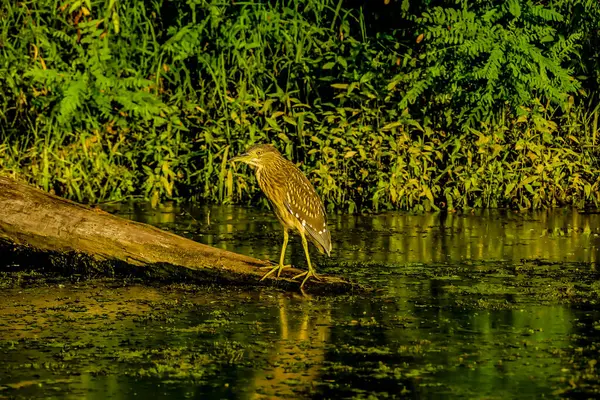 stock image A bird is standing on a log in a pond.