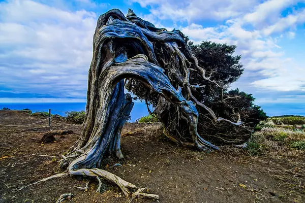 stock image Gnarled Juniper Tree Shaped By The Wind at El Sabinar, Island of El Hierro