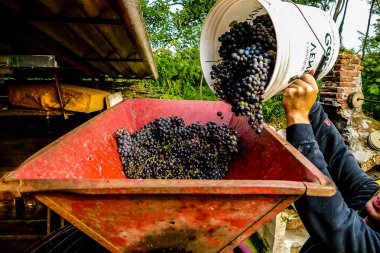 Grapes harvest of vineyard in north italy, red grapes for wine clipart