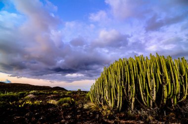 A large cactus plant is growing in a field with a cloudy sky in the background. The sky is a mix of blue and gray, giving the scene a somewhat moody and somber atmosphere clipart