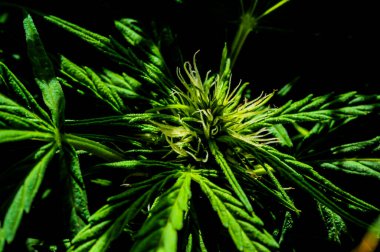 A close up of a marijuana plant with green leaves and a brown flower. The plant is in full bloom and has a strong, earthy scent clipart