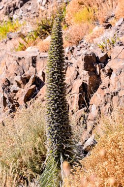 A tall cactus plant is growing in a rocky area. The plant is surrounded by dry grass and rocks. Concept of resilience and strength, as the cactus plant thrives in harsh conditions clipart