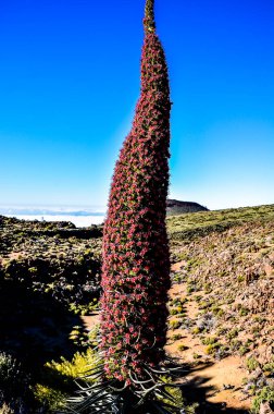 Specimens of Endemic Red Tenerife Bugloss in Teide National Park Canary Islands Spain clipart