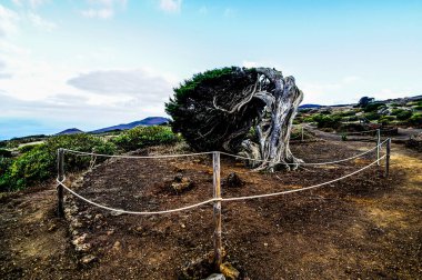 Gnarled Juniper Tree Shaped By The Wind at El Sabinar, Island of El Hierro clipart