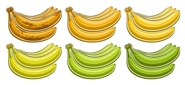 矢量香蕉束集合 水平凭证 与批量收集的一组不同的褐色带肋和绿色未带肋香蕉束的剪裁插图 在白色背景的一排 — 图库矢量图片