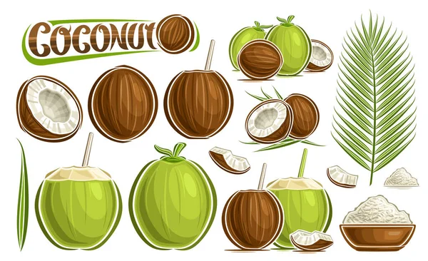 矢量椰子集 批量收集切出的各向异性静物组合 配以切碎的 绿色的 未切碎的水果和椰子 配以褐色盘子 各种坚果和文字椰子 — 图库矢量图片