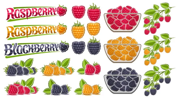 Vector Raspberry Set Lot Collection Illustrations Découpées Baie Nature Morte — Image vectorielle