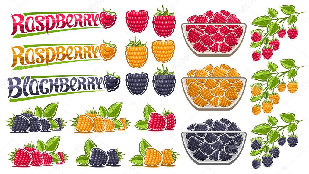 Vector Raspberry Set, lot collection of cut out illustrations berry still life composition raw blackberry with green leaves, sweet raspberries in glass dish, group of berry fruits and text raspberry