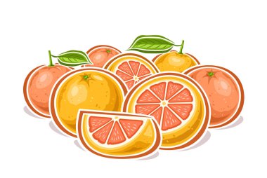 Greyfurtlar için vektör logosu, karikatür tasarımı ile dekoratif yatay poster meyveli greyfurt kompozisyonu, bir sürü bütün ve doğranmış greyfurt parçalarıyla dolu meyve izi.