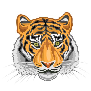 Royal Bengal Tiger Head, dünyanın en ikonik ve güçlü kaplanlarından biri beyaz arka planda benzersiz çizgili desenli, turuncu çizgili, siyah çizgili, Hindistan 'ın ulusal hayvanı.