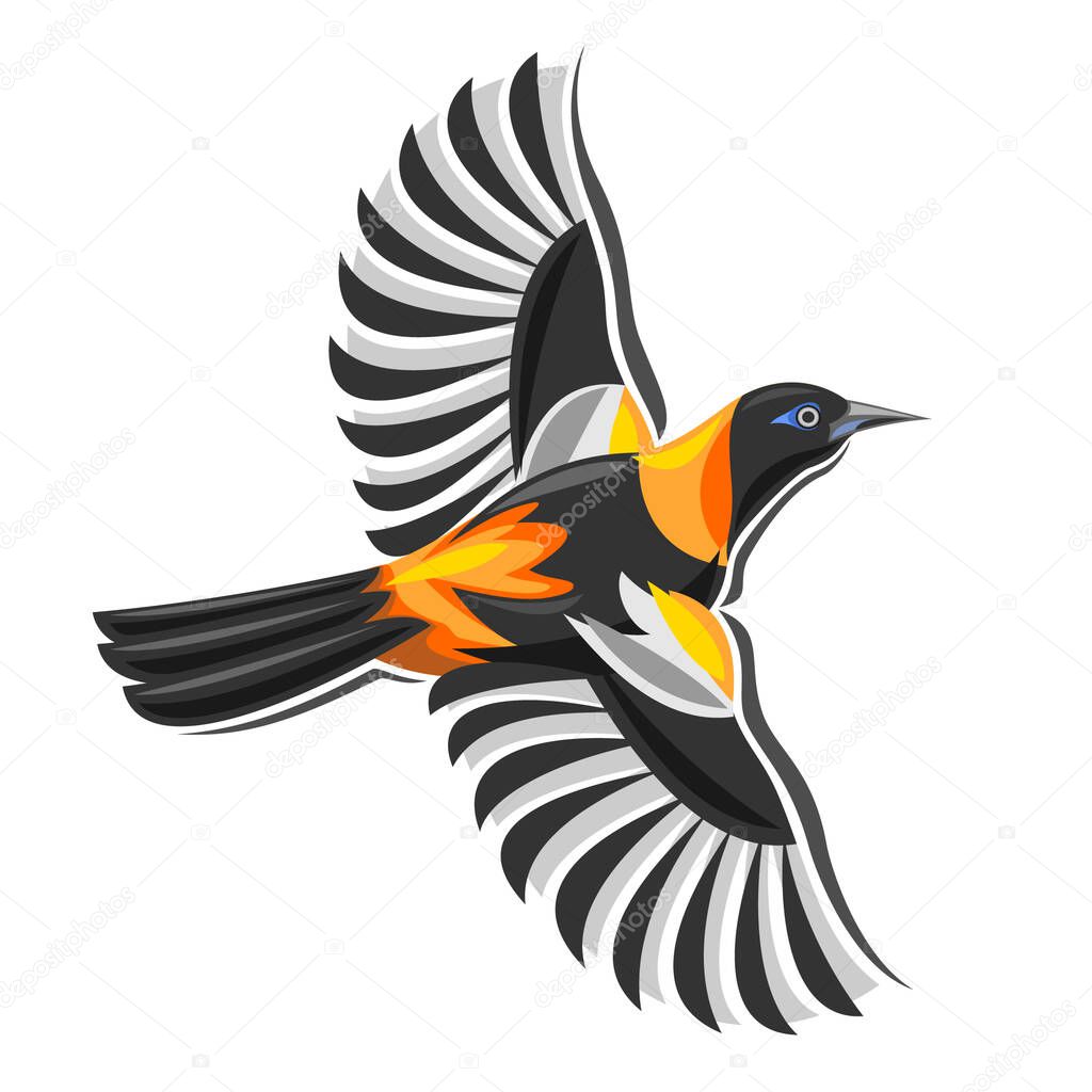 Icterus icterus or venezuelan troupial is national bird of Venezuela with vivid orange body, black head, wings and birds tail, colorful flying bird on white background