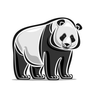 Dev Panda 'nın vektör illüstrasyonu - Çin' in ulusal hazinesi, dev panda (hasta uropoda melanoleuca), orta çin dağlık ormanlarına özgü beyaz arka planda yer alan büyük bir memeli türüdür.