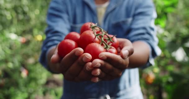 Farmer Exibe Punhado Tomates Vermelhos Recém Colhidos Mãos Fazendeiro Adornadas — Vídeo de Stock