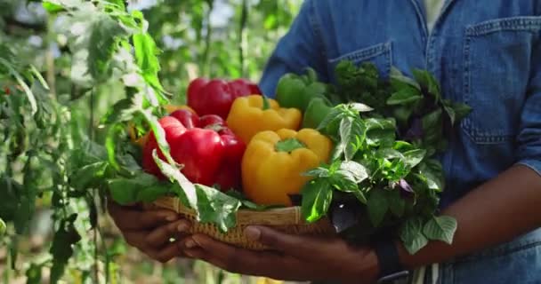 Family Farmer Showing Basket Filled Freshly Harvested Vegetables Camera Holding — Stock Video