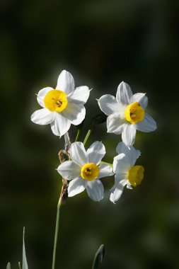 Zona Collinare 'de Narcisi selvatici