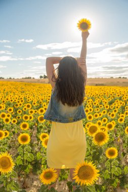 Ayçiçeği tarlasında elinde bir ayçiçeği tutan genç bir kadın.