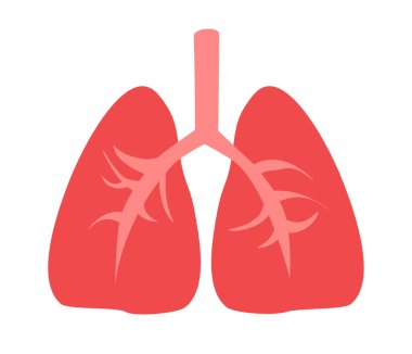 Düz stil bir vektör içinde insan akciğeri, insan iç organı, anatomi, vücut parçası