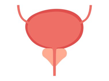 Prostat ve idrar kesesi, vektör çizimi