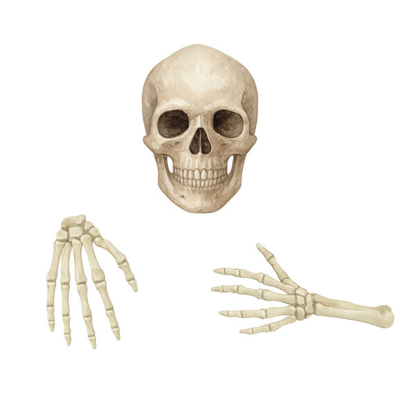 Human skull and skeletal hands  Halloween anatomy illustration in neutral tones