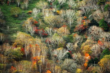 Japonya 'da sonbahar yaprakları, Nikko' daki dağların manzarası bir tablo gibi.