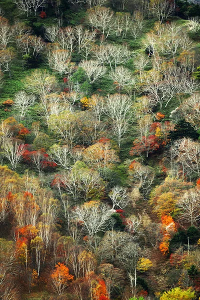 Jesienne Liście Japonii Krajobrazy Gór Nikko Jak Obraz — Zdjęcie stockowe