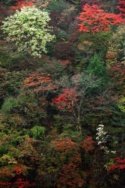 Japonya 'da sonbahar yaprakları, Nikko' daki dağların manzarası bir tablo gibi.