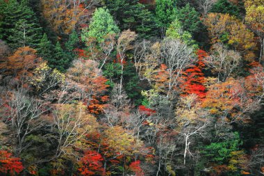 Japonya 'da sonbahar yaprakları, Nikko' daki dağların manzarası bir tablo gibi.