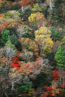 Japonya 'da sonbahar yaprakları, Nikko' daki dağların manzarası bir tablo gibi.