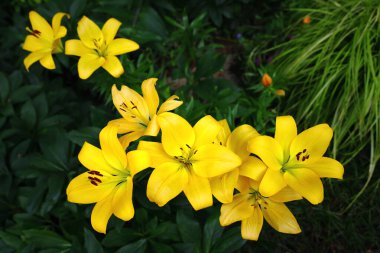 Güzel bir zambak çiçeği çok canlı bir şekilde çiçek açıyor.